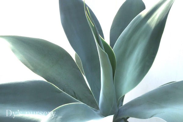 アガベ・ボーチンブルー | AONOKI【沖縄最大の観葉植物生産者】