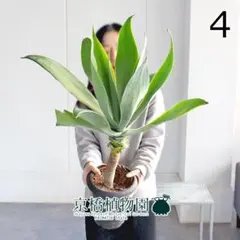 2026年最新】アガベ アテナータ ボーチンブルーの人気アイテム - メルカリ