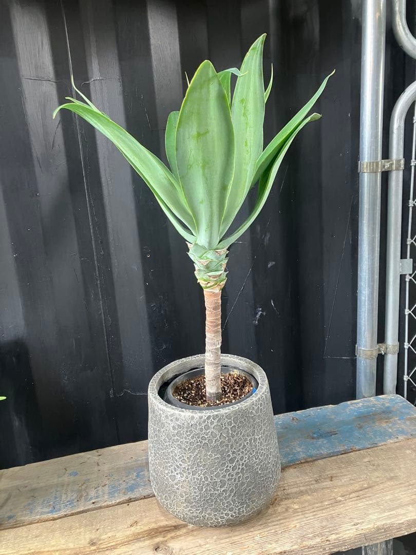 沖縄産　アガベ　ボーチンブルー　観葉植物 お祝い　プレゼント　アテーナータ　D 2026年最新】アガベ アテナータ ボーチンブルーの人気アイテム - メルカリ
